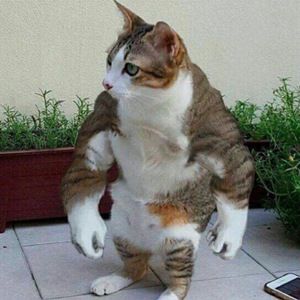 Meet your Posher, Johnny